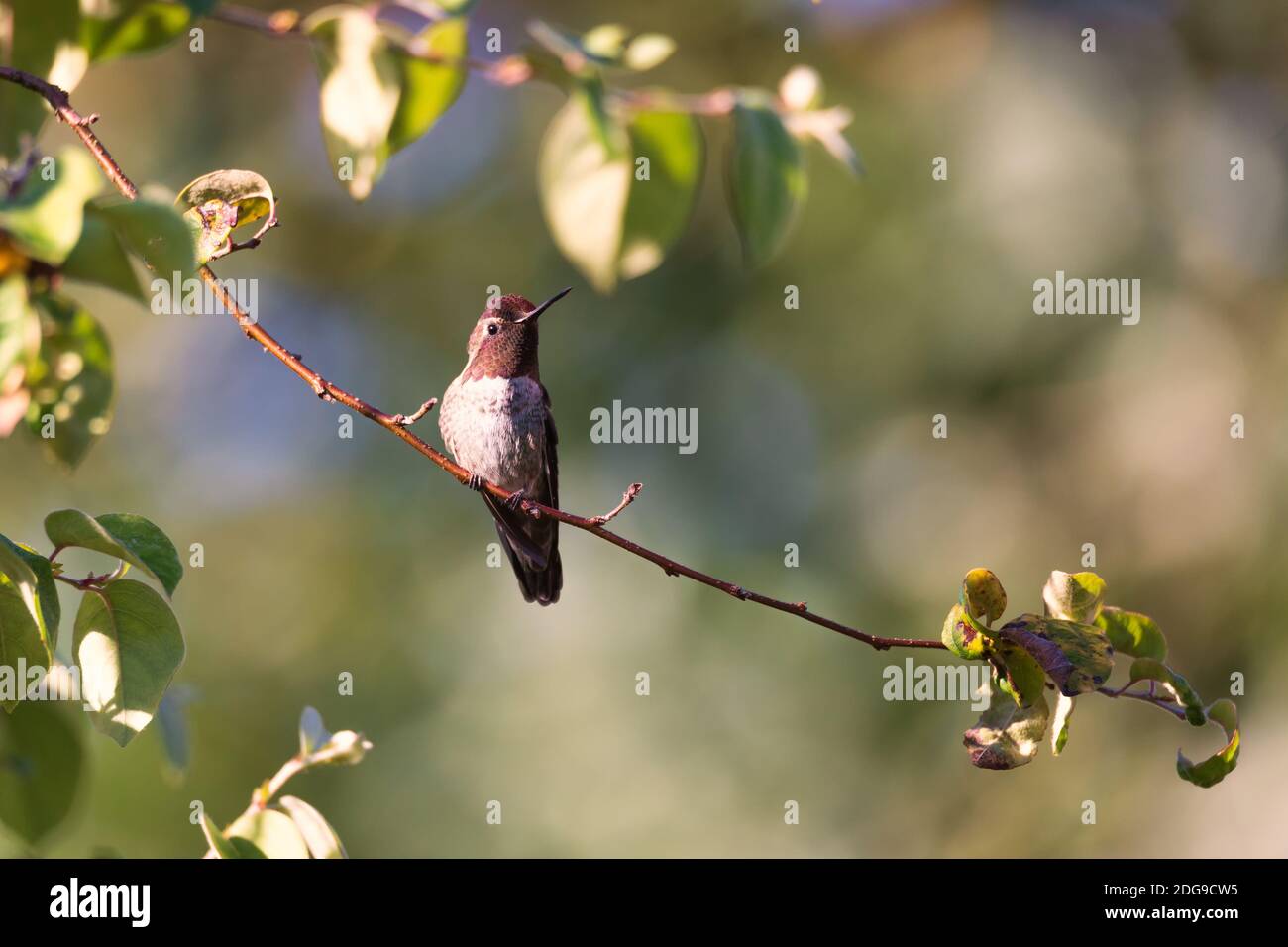 Colibri d'Anna perché dans un arbre, Californie Banque D'Images