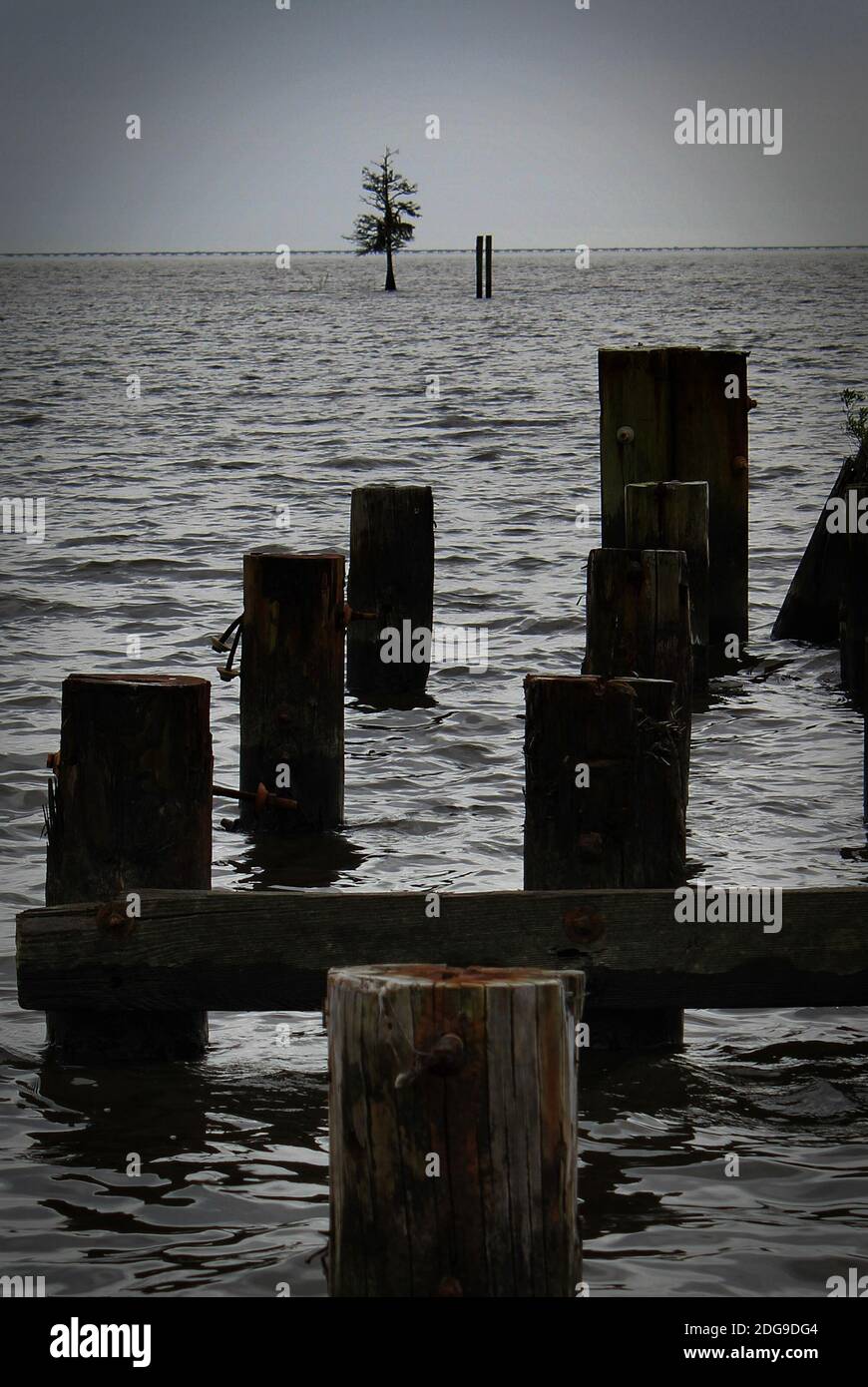ces vieux poteaux de quai pointent vers un cyprès solitaire près de l'horizon du lac Banque D'Images