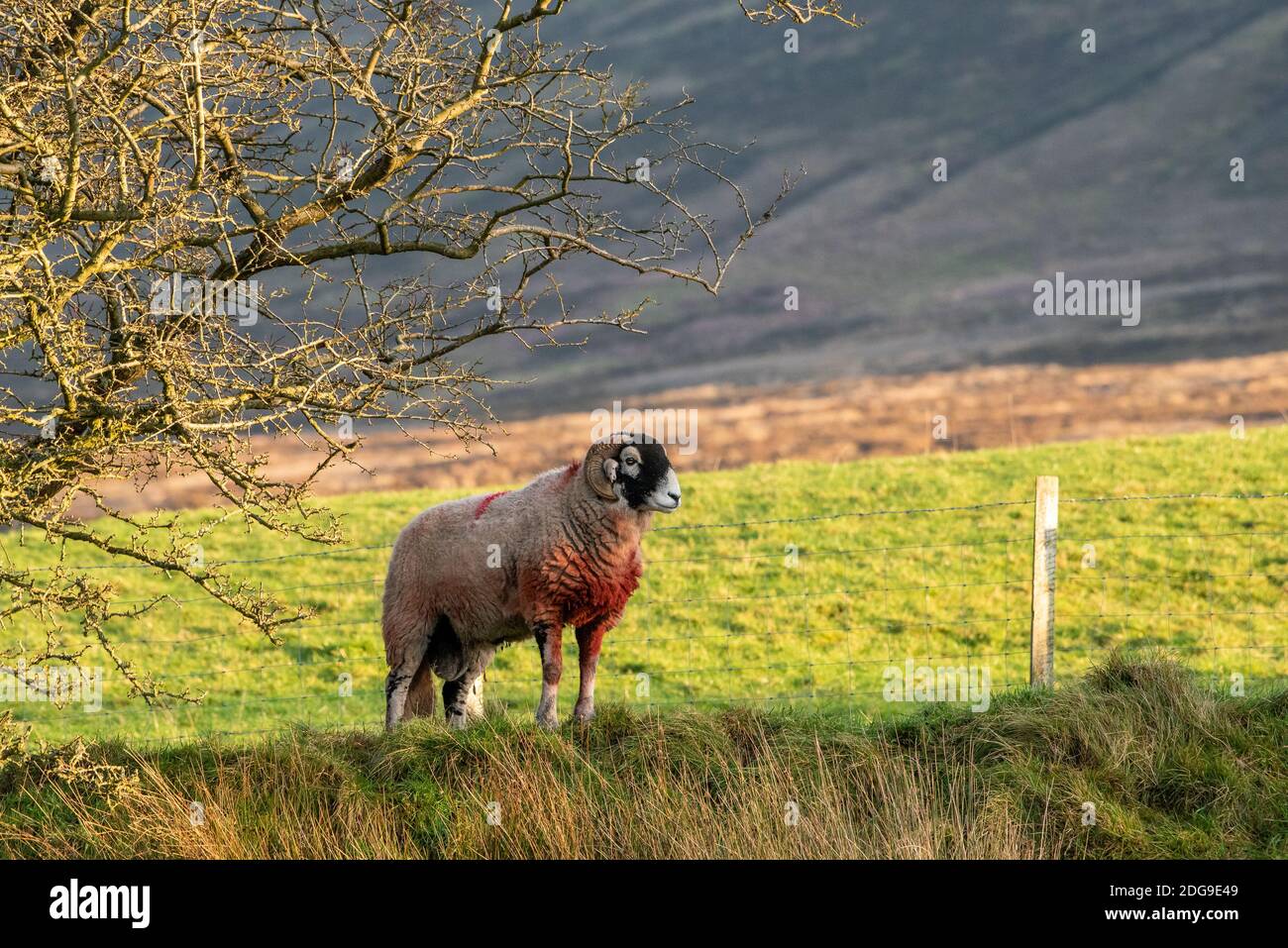 Bélier de Swaledale à Marshaw, Lancaster, Lancashire. Crédit : John Eveson/Alamy Live News Banque D'Images