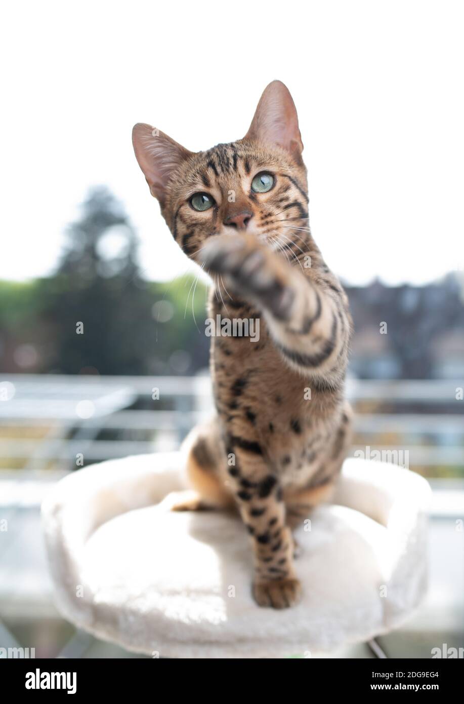 jeune chat bengale joueur sur le dessus de la rayure post dedans face du balcon, vue sur la caméra, soulevant sa patte avec une curieuse Banque D'Images