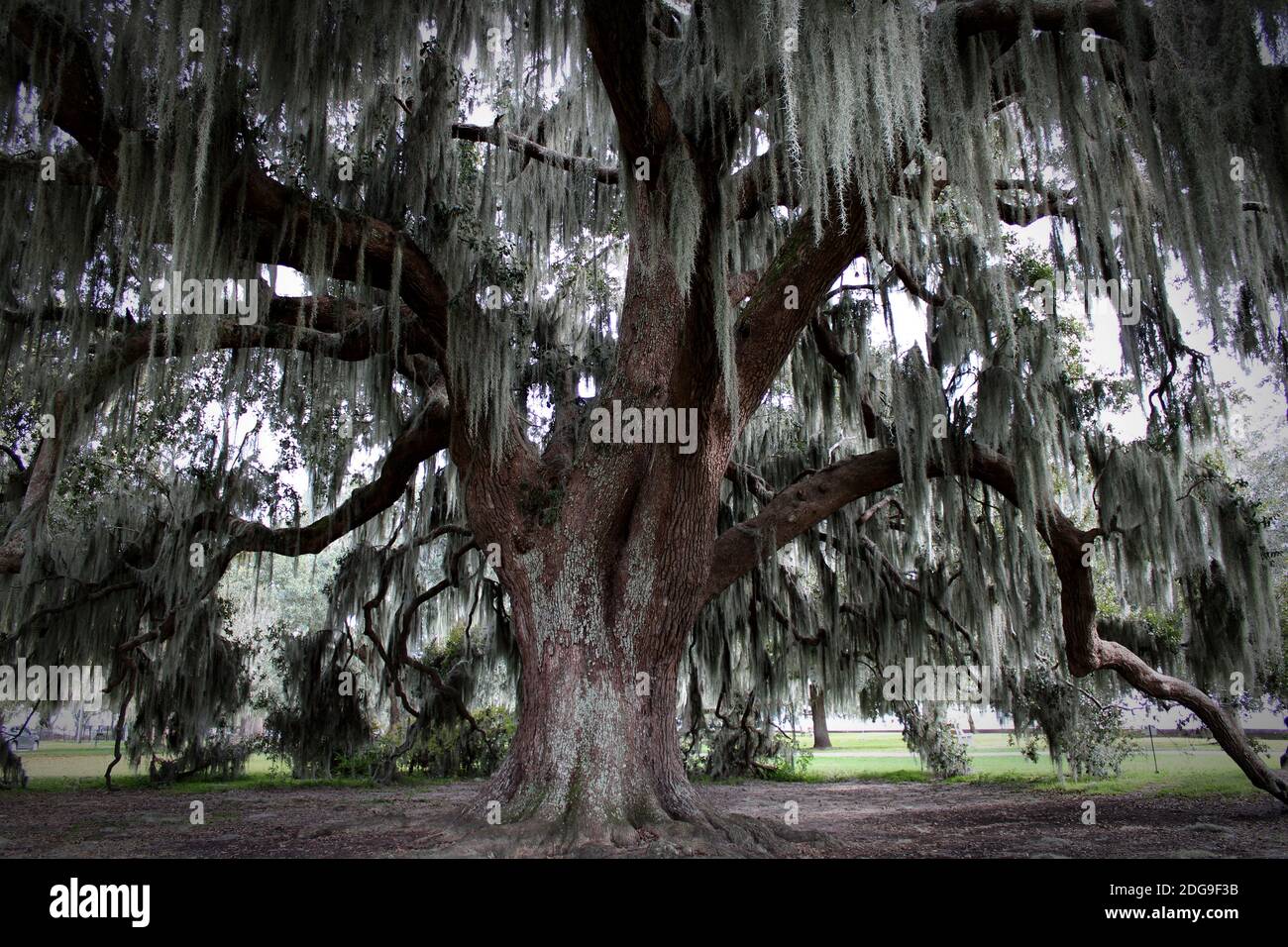 cet ancien chêne s'est entouré au fil des siècles Avec d'énormes branches drapées de mousse espagnole Banque D'Images