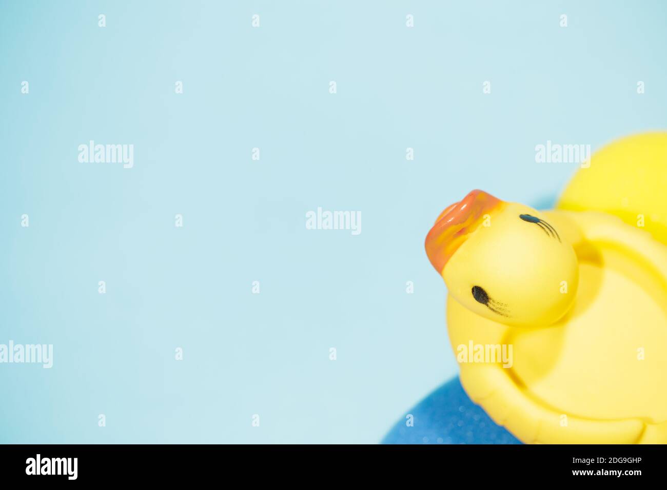 Canard en caoutchouc sur éponge jaune et bleue, espace de copie et fond bleu, concept de nettoyage et jouet Banque D'Images