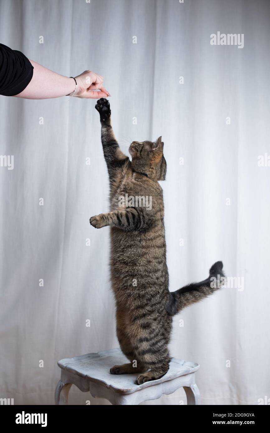 tabby domestique shorthair chat debout sur un tabouret atteignant pour nourriture avec un paw Banque D'Images