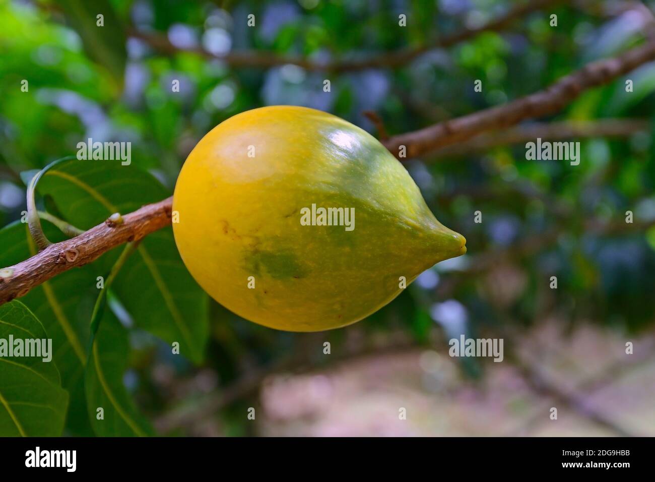 Caimito-Eierfrucht (Pouteria caimito), Rarität, Insel Mahé, Seychellen Banque D'Images