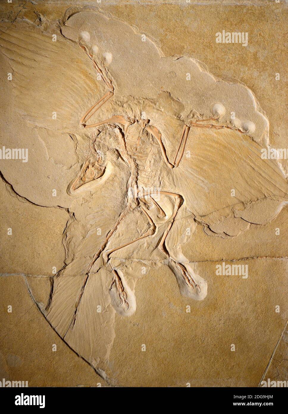Exemplaire des Urvogels Berliner (Archaeopteryx lithographica), das am besten erhaltene weltweit Exemplar, Naturkundemuseum, Museum für Naturkunde, Ber Banque D'Images