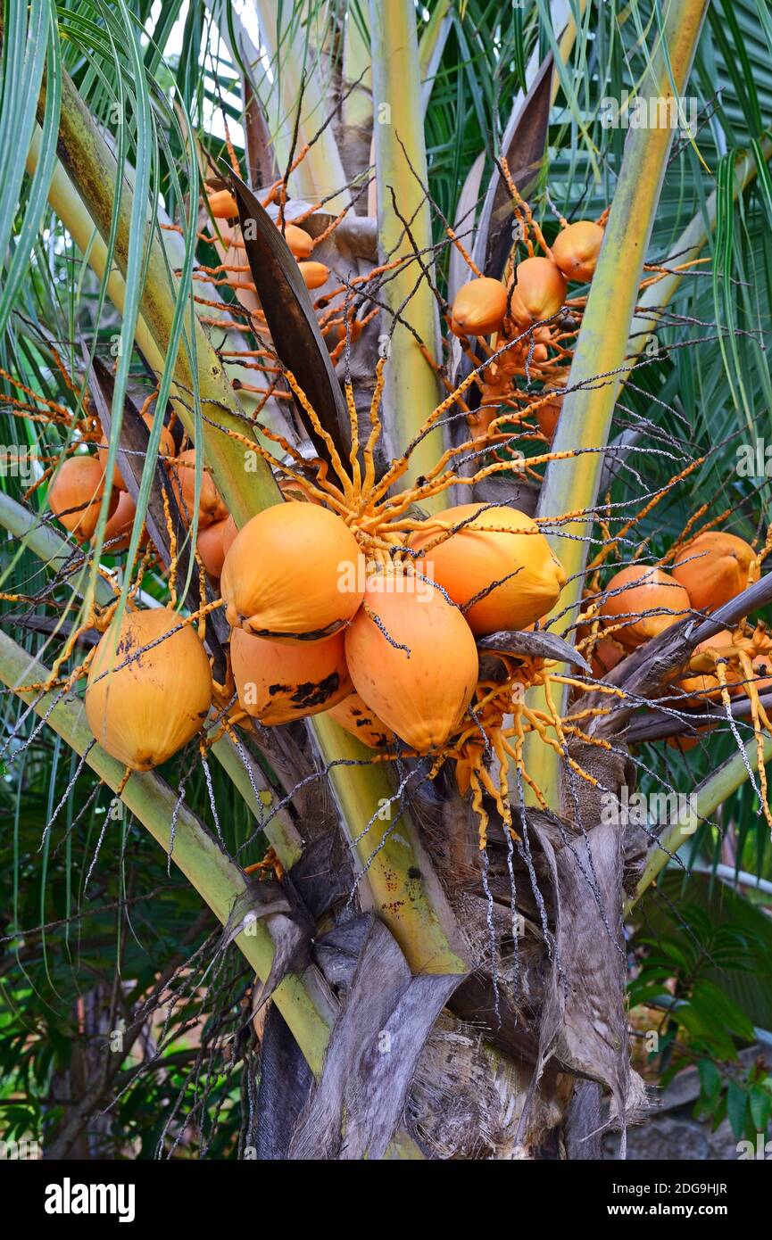 Kokospalme (Cocos nucifera) mit reifen Kokosnüssen, Insel Mahé, Seychellen Banque D'Images