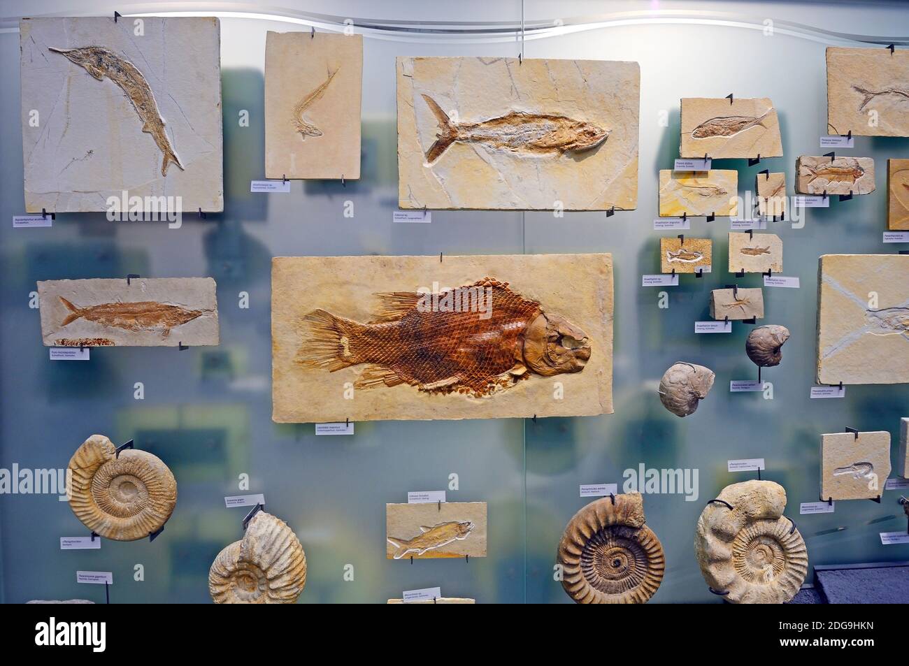Verteinerungen, Musée für Naturkunde, Naturkundemuseum, Berlin Banque D'Images