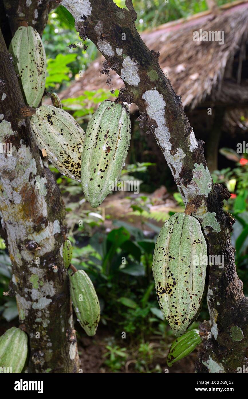 Grüne Früchte des Kakaobaum (Theobroma cacao), Bali, Indonésie Banque D'Images