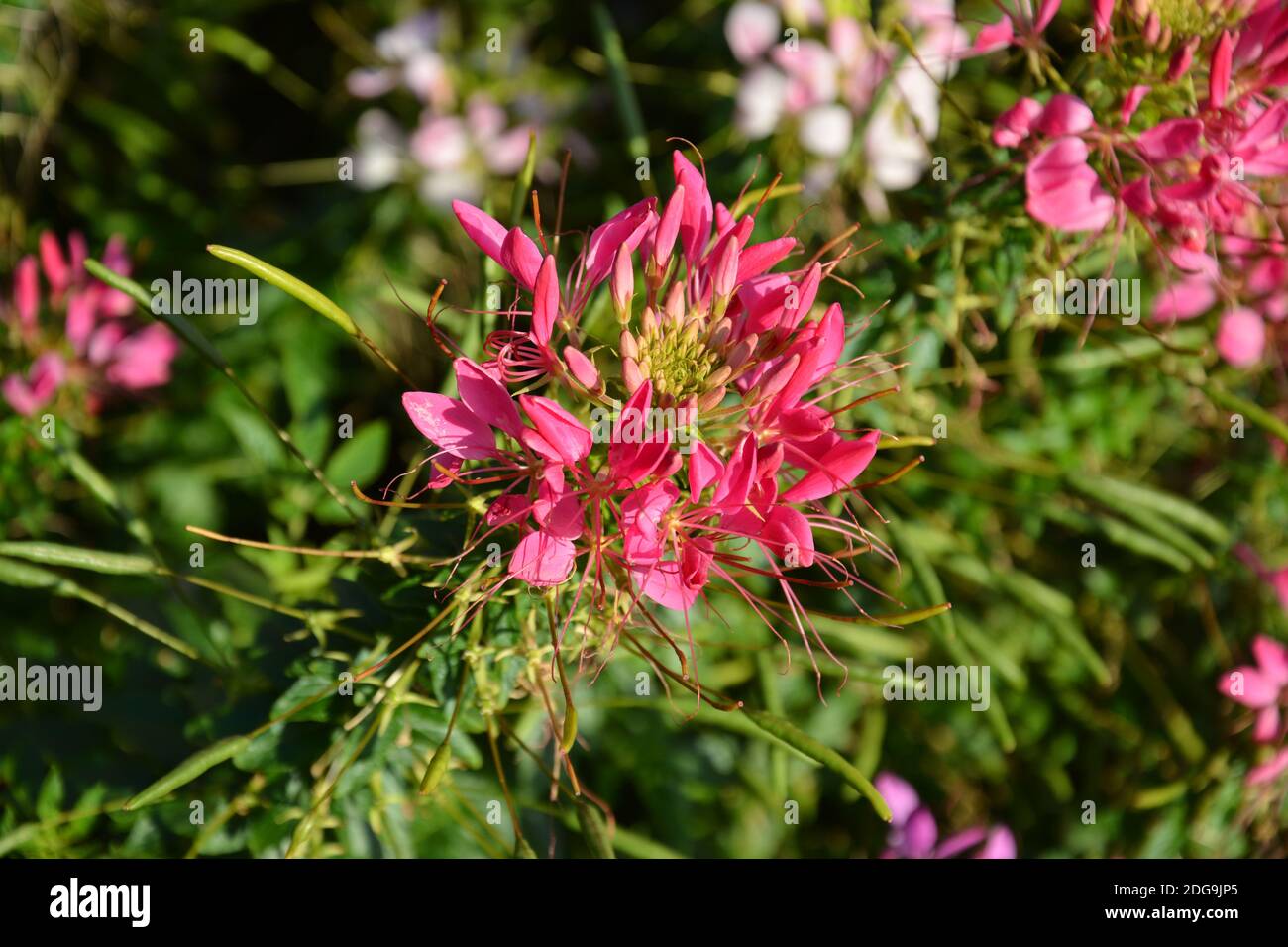 une fleur d'araignée rouge isolée s'épanouit dans la journée ensoleillée l'après-midi Banque D'Images