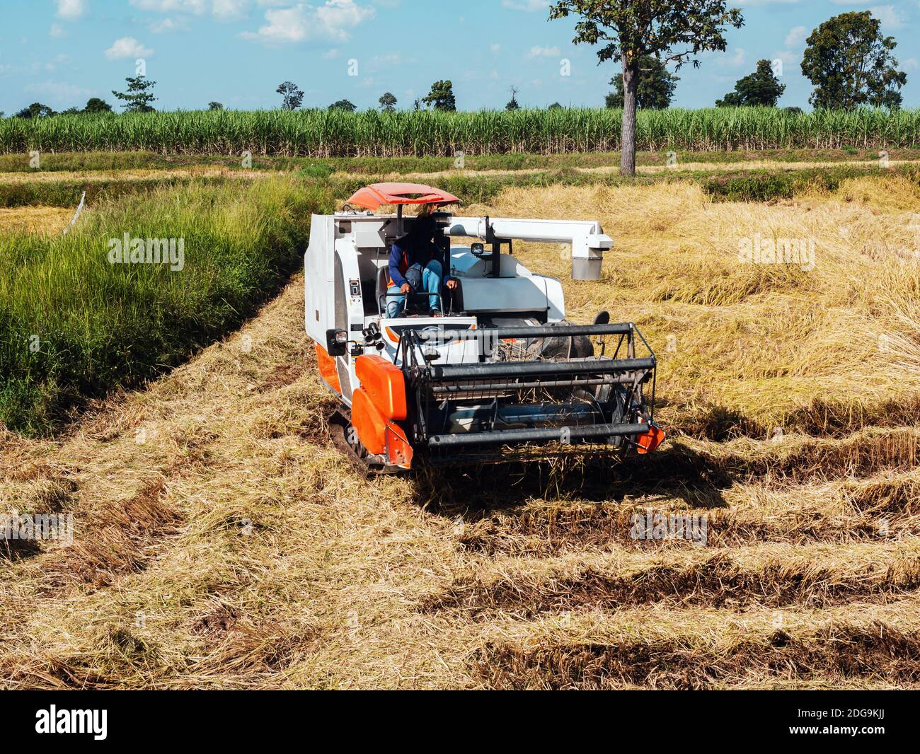 La moissonneuse-batteuse effectue des travaux agricoles dans les champs. Banque D'Images La moissonneuse-batteuse effectue des travaux agricoles dans les champs. Banque D'Images