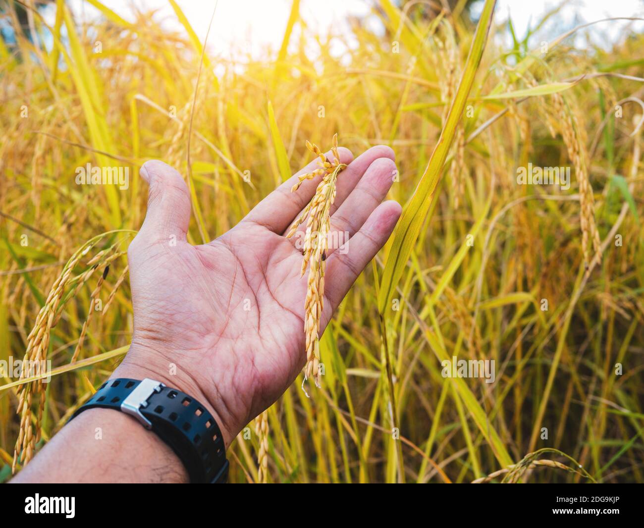 Gros plan de paddy jaune doré à la main prêt pour la récolte. Banque D'Images Gros plan de paddy jaune doré à la main prêt pour la récolte. Banque D'Images