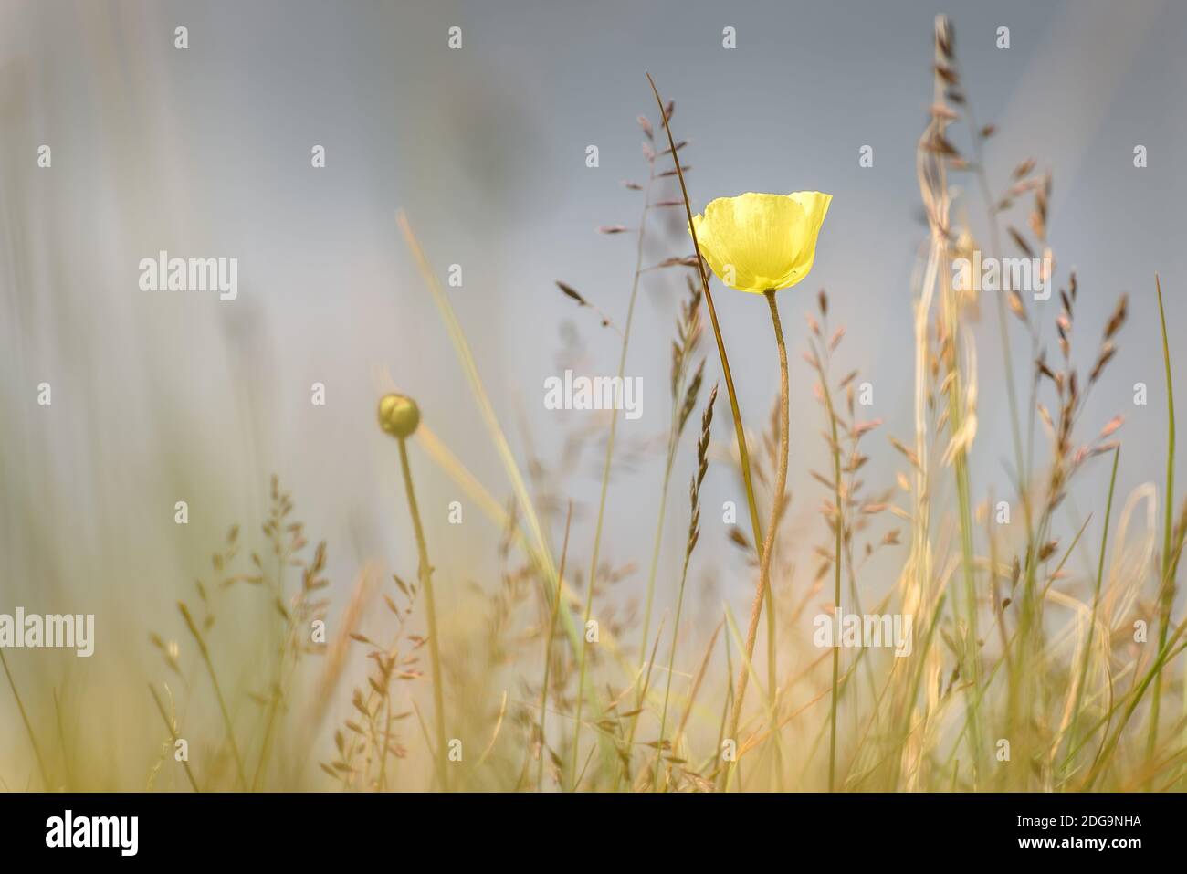 Magnifique fond floral délicat avec des fleurs jaunes coquelicots arctiques (papaver radicatum) dans l'herbe sur un pré sur un gris flou contexte de c Banque D'Images