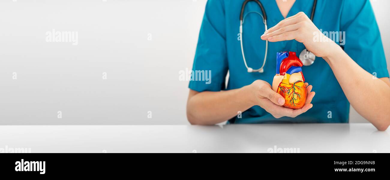Un chirurgien cardiaque avec stéthoscope tient un coeur modèle dans ses mains. Bannière Web, concept support médical pour la santé cardiaque humaine Banque D'Images
