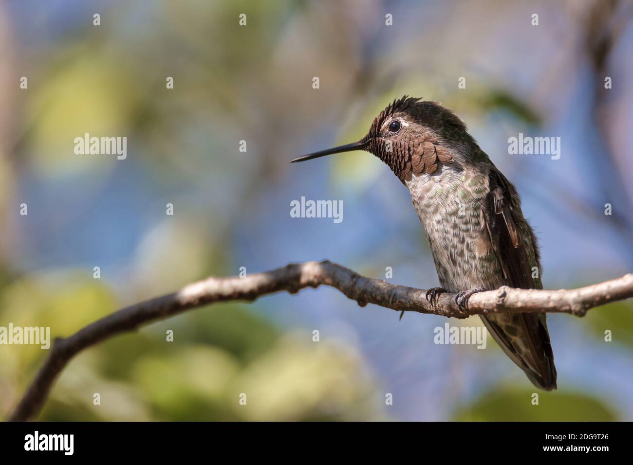 Colibri d'Anna perché dans un arbre, Californie Banque D'Images