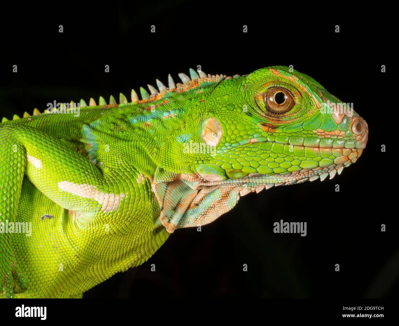 Iguana vert juvénile (Iguana iguana) Dans la forêt tropicale des basses terres près de Puerto Quito dans l'ouest de l'Equateur Banque D'Images
