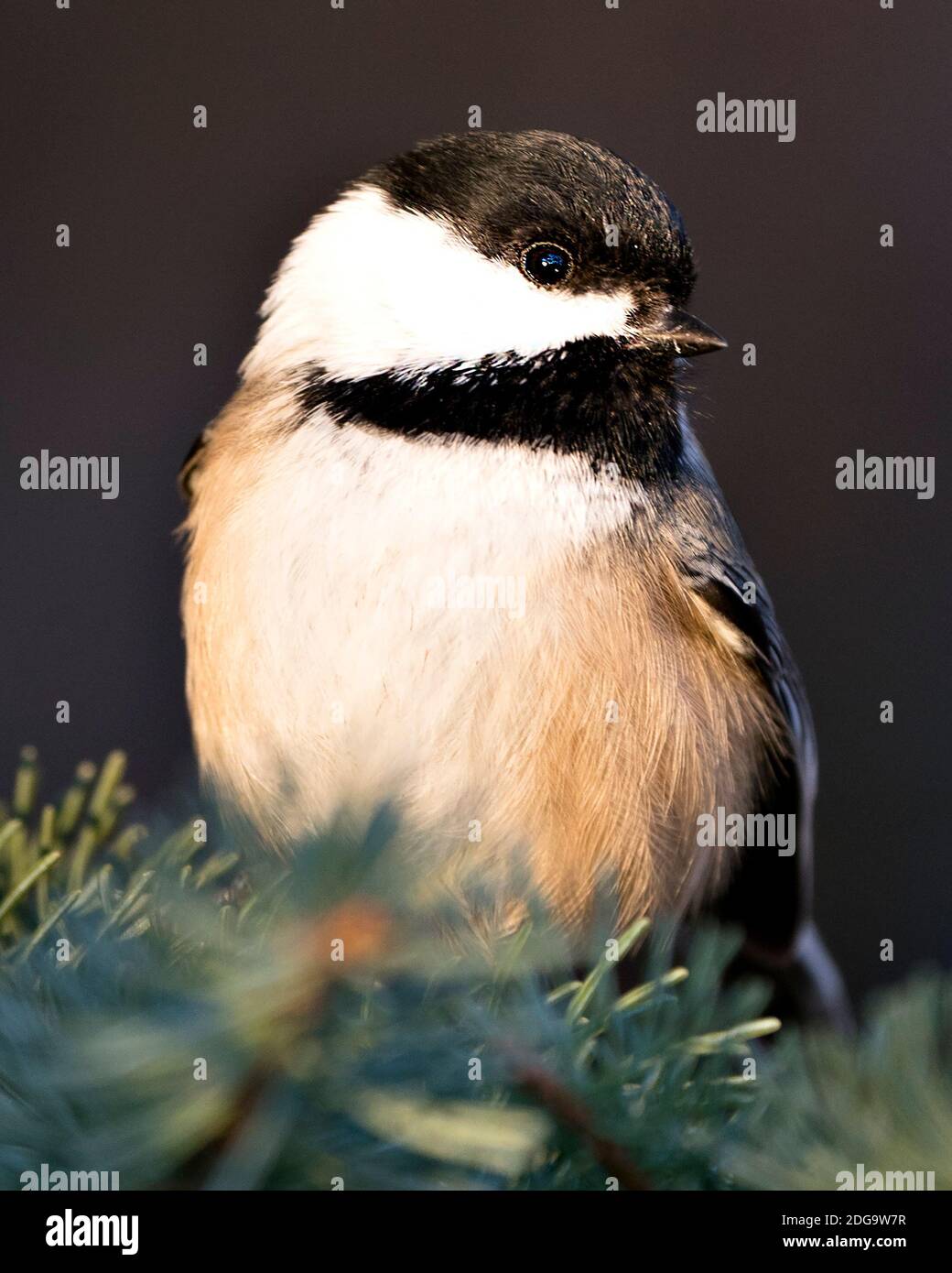 Vue en gros plan de la tête de Chickadee, perchée sur une branche avec un arrière-plan flou dans son habitat et son environnement avec plumage de plumes, corps, Banque D'Images