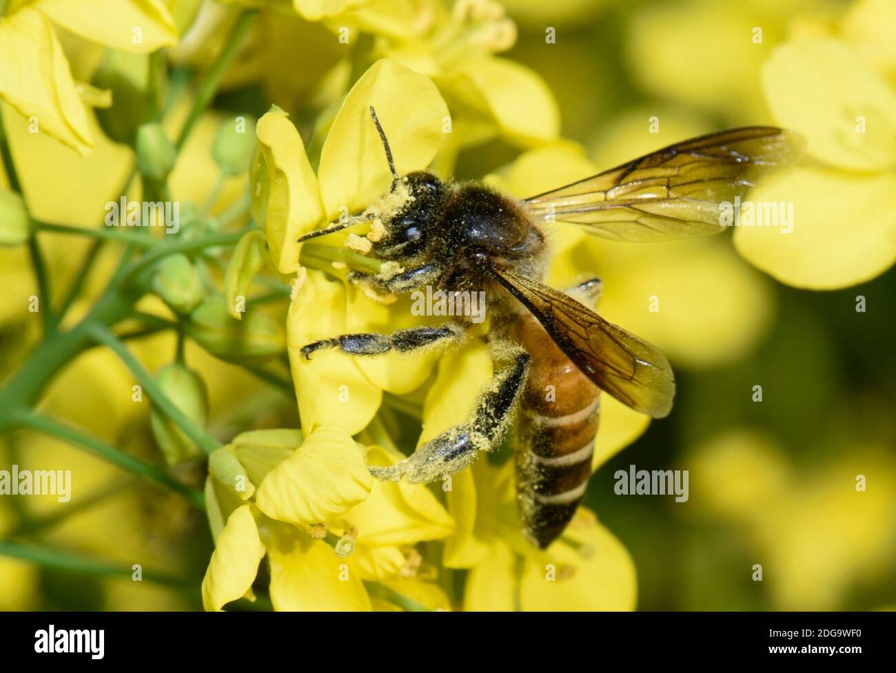 Barpeta, Assam, Inde. 8 décembre 2020. Abeille collectant le nectar et le pollen des fleurs de moutarde. Crédit : David Talukdar/ZUMA Wire/Alay Live News Banque D'Images