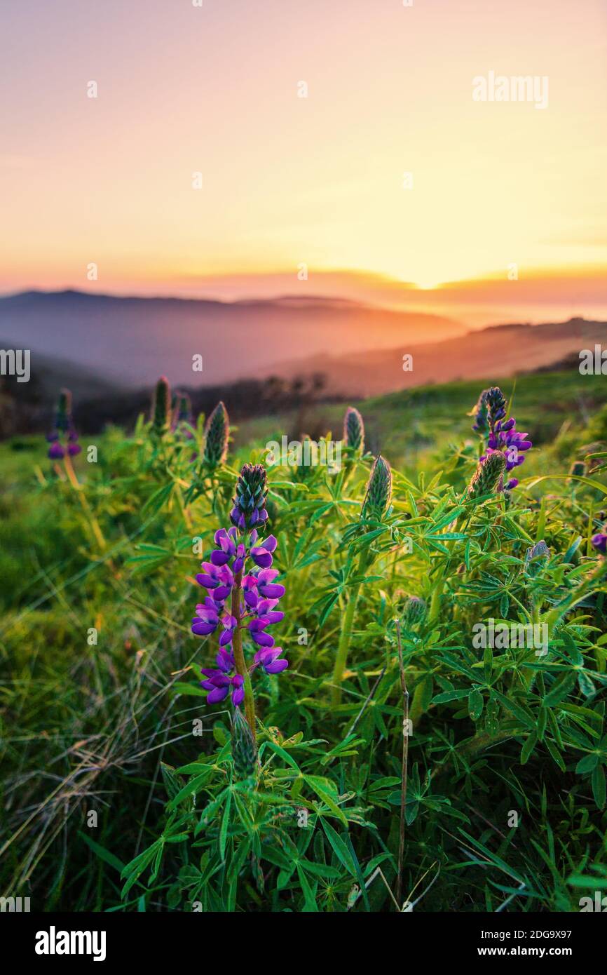 Fleurs de lupin sauvages au coucher du soleil, comté de Humboldt, Californie Banque D'Images