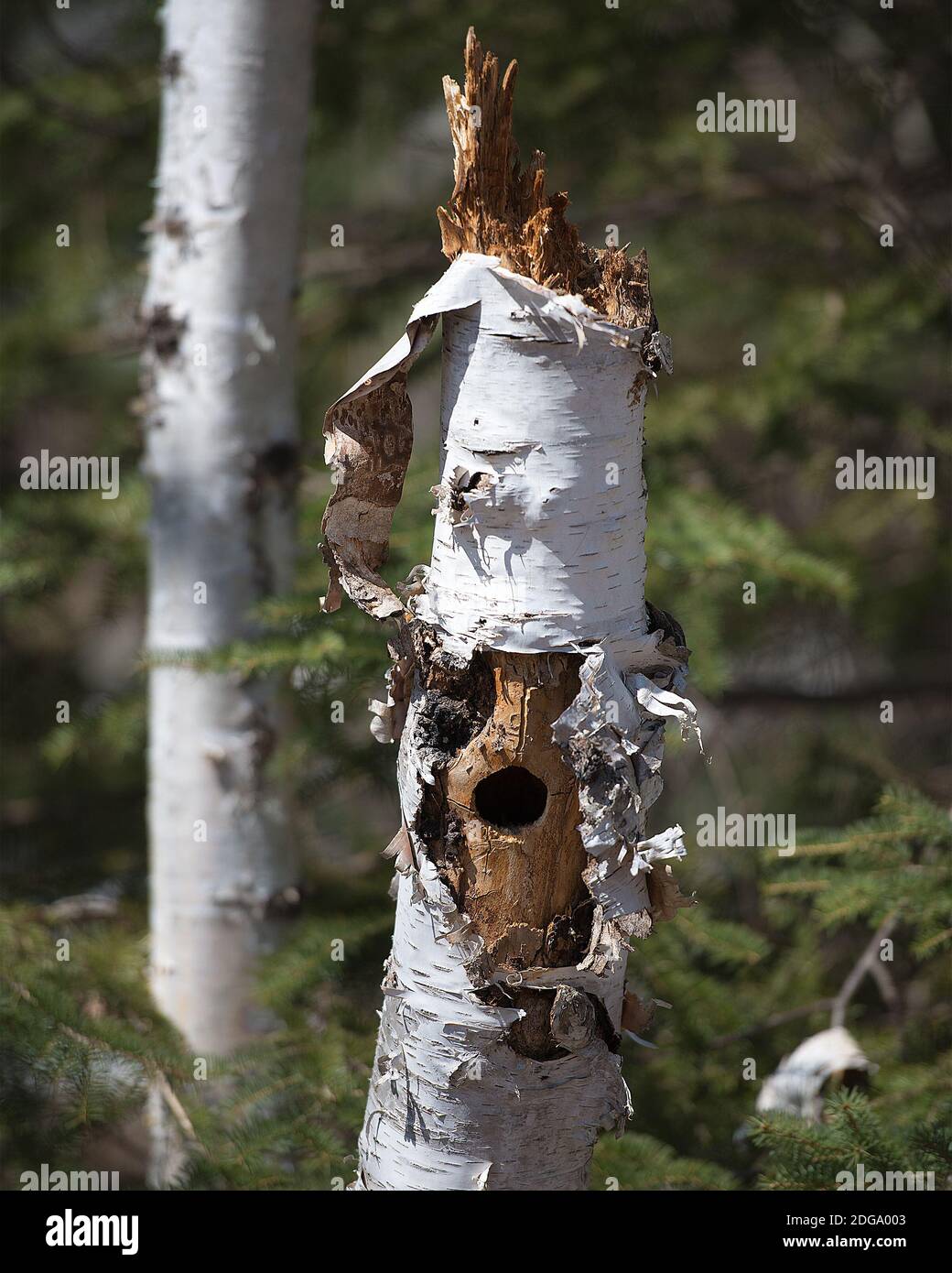 Photo de trou de tronc d'arbre. Birch Tree with Woodpecker Hole stock photos, Images, Images avec un fond de forêt. Trous dans le coffre Banque D'Images