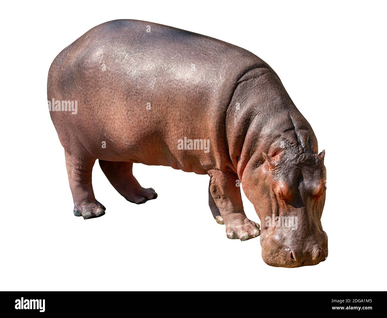 Hippopotamus isolé sur fond blanc, Hippopotamus tête vers le bas sur le sol pour manger. Banque D'Images