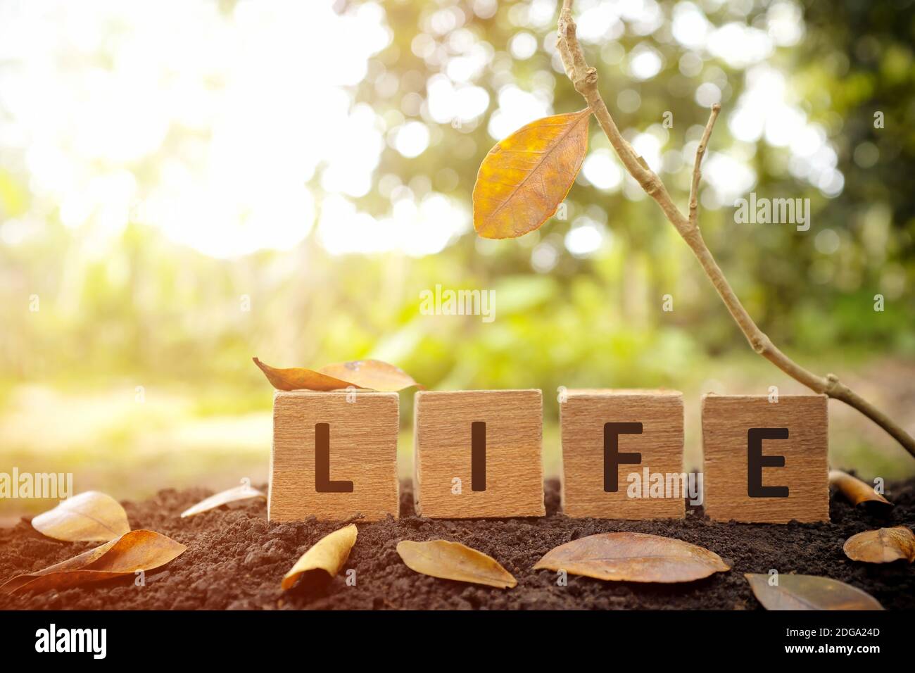 Fin de vie, dernier souffle, assurance-vie, temps de mort et d'obtenir un vieux concept. Arbre nu sur le sol perdant les feuilles avec la dernière feuille restant tombant. Banque D'Images