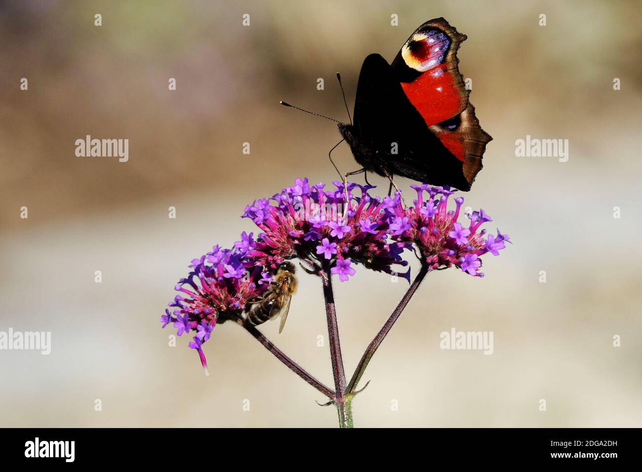 Verbena bonariensis abeille et paon papillon sur fleur Banque D'Images