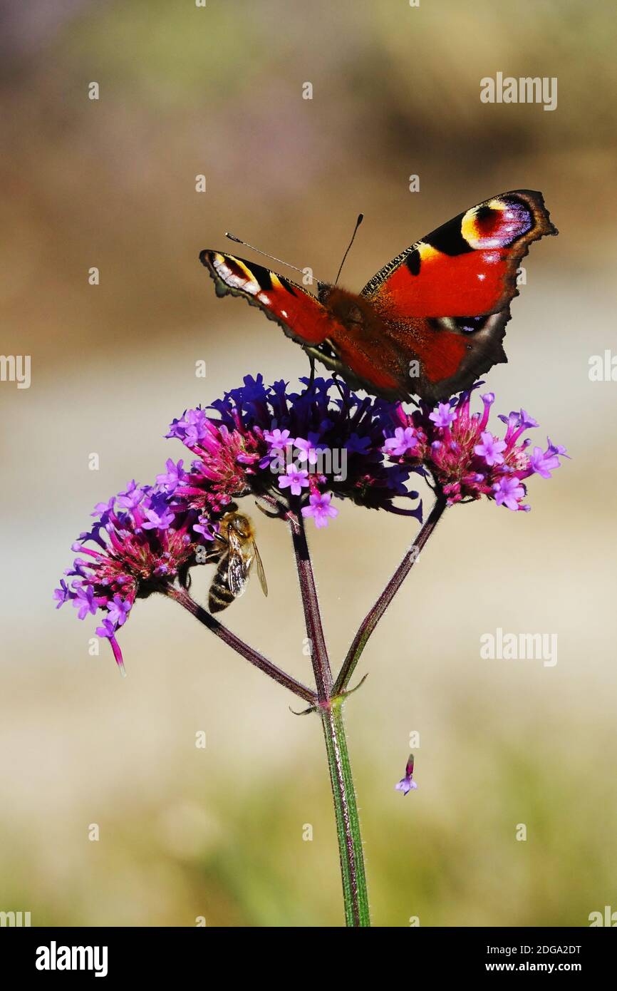 Verbena bonariensis abeille sur fleur et paon papillon, Verbena bonariensis papillon Banque D'Images