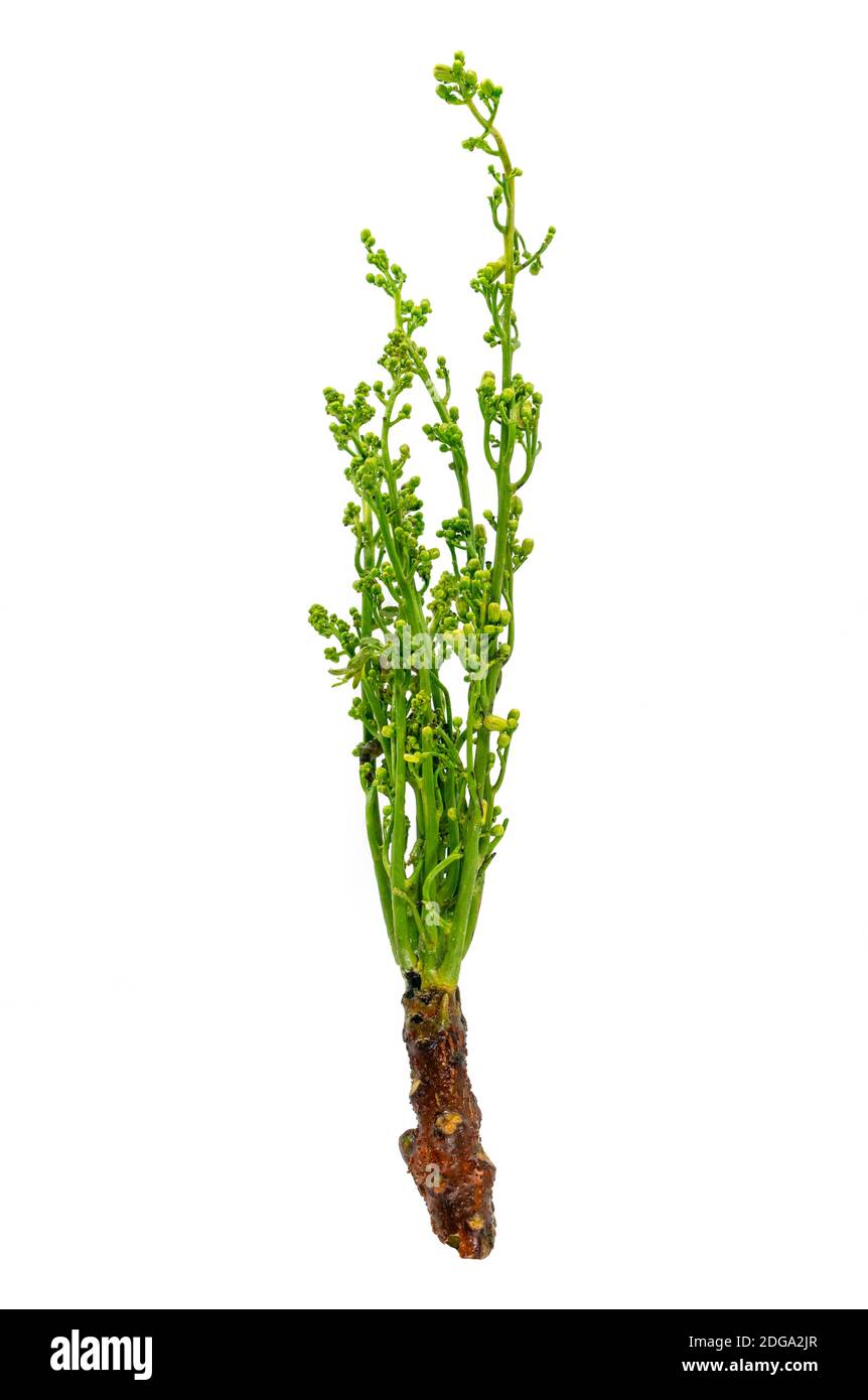Neem Siamois isolé ou sa Dao en langue thaï, image sur fond blanc. Neem Tree ou Azadirachta indica en nom scientifique. Bouquet d'organi Banque D'Images