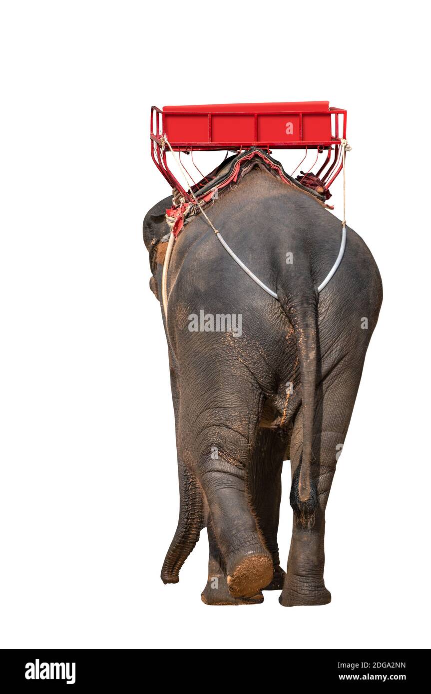 Éléphant d'Asie isolé avec siège sur son dos pour les gens, vue arrière de  l'éléphant d'Asie sur fond blanc. Vue arrière pendant que l'éléphant marche  Photo Stock - Alamy