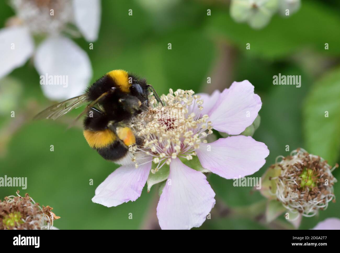 Abeille noire et dorée isolée aspirant le pollen d'une fleur blanche. Banque D'Images