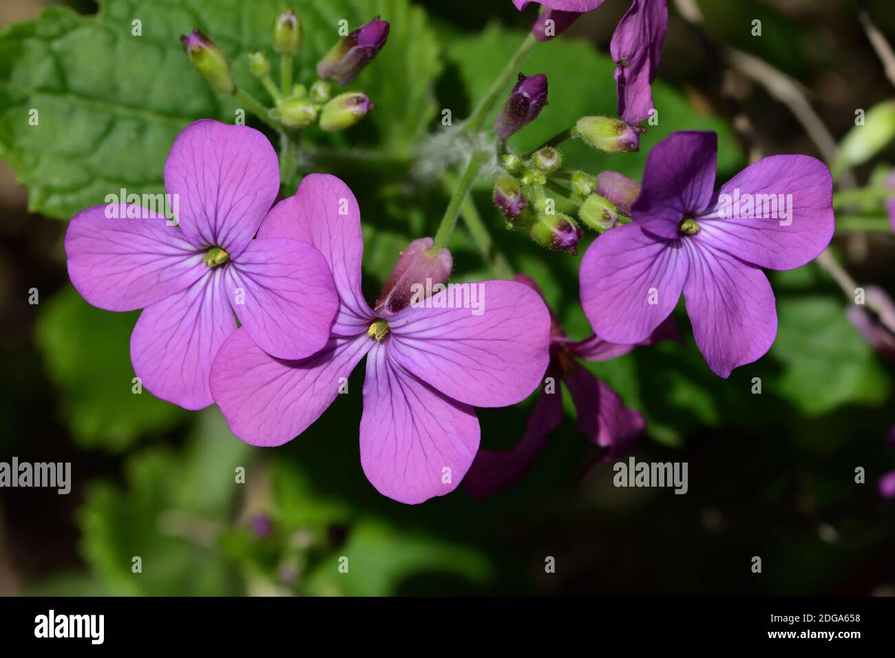 Image macro d'une fleur sauvage bisannuelle appelée Hesperis matronalis, ou Dames Rocket, cultivée sous une brousse de romarin. Banque D'Images