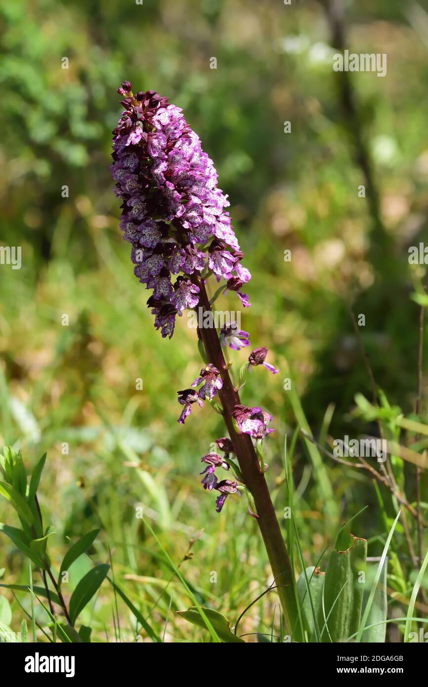 Orchidée sauvage isolée de l'espèce Orchis purpurea, également connue sous le nom d'orchidée de dame, sur un fond vert naturel de la pelouse. Banque D'Images