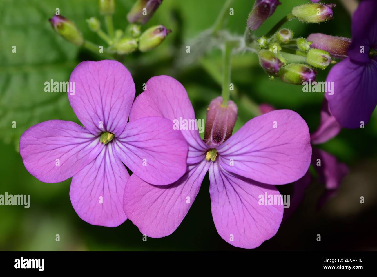 Image macro d'une fleur sauvage bisannuelle appelée Hesperis matronalis, ou Dames Rocket, cultivée sous une brousse de romarin. Banque D'Images
