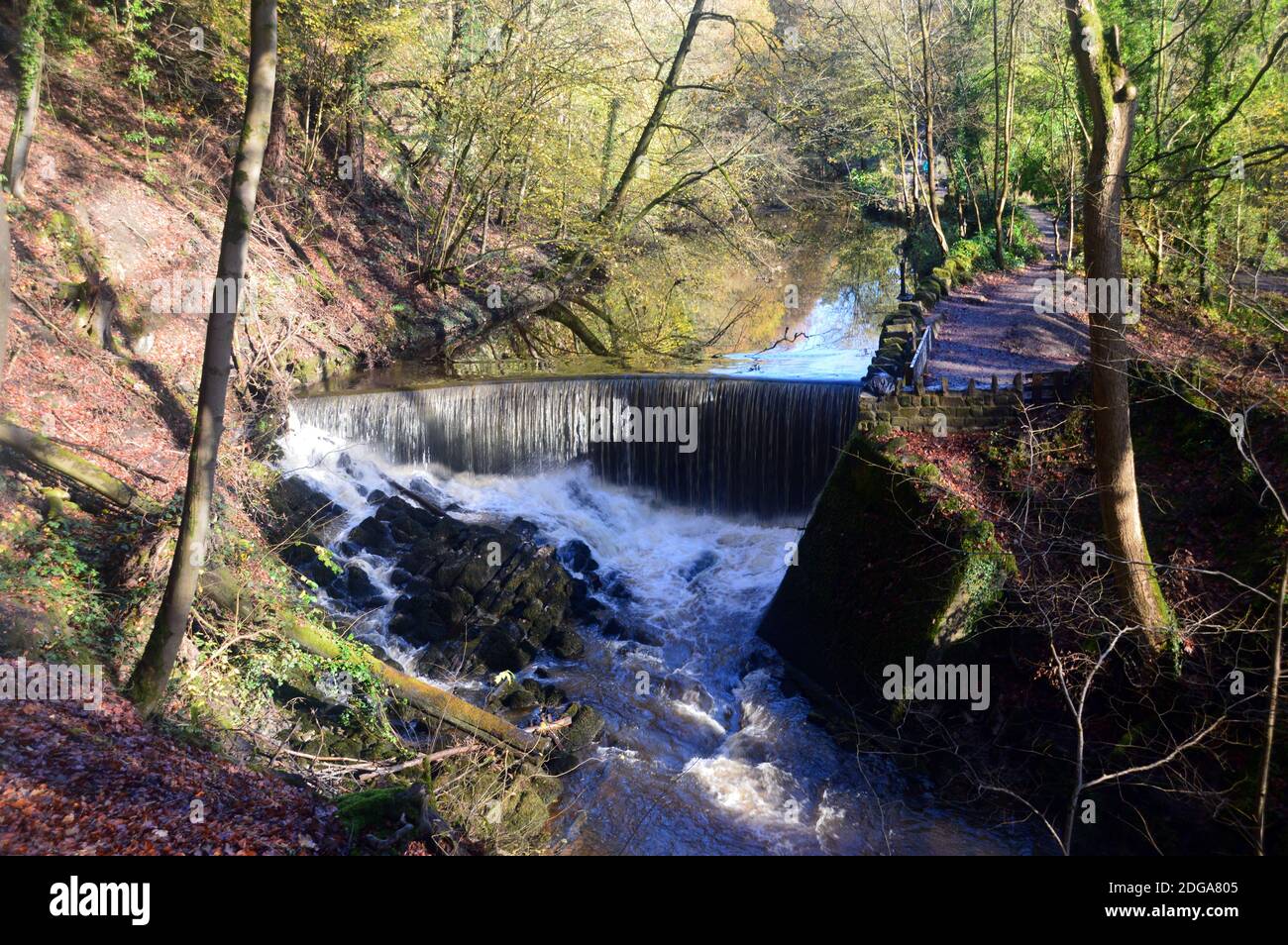 Eau à écoulement rapide en cascade au-dessus du Weir sur Ellar Beck dans le long Dam, Skipton Woods, Skipton, North Yorkshire, Angleterre, Royaume-Uni. Banque D'Images