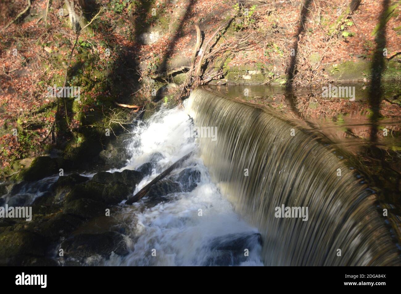 Eau à écoulement rapide en cascade au-dessus du Weir sur Ellar Beck dans le long Dam, Skipton Woods, Skipton, North Yorkshire, Angleterre, Royaume-Uni. Banque D'Images