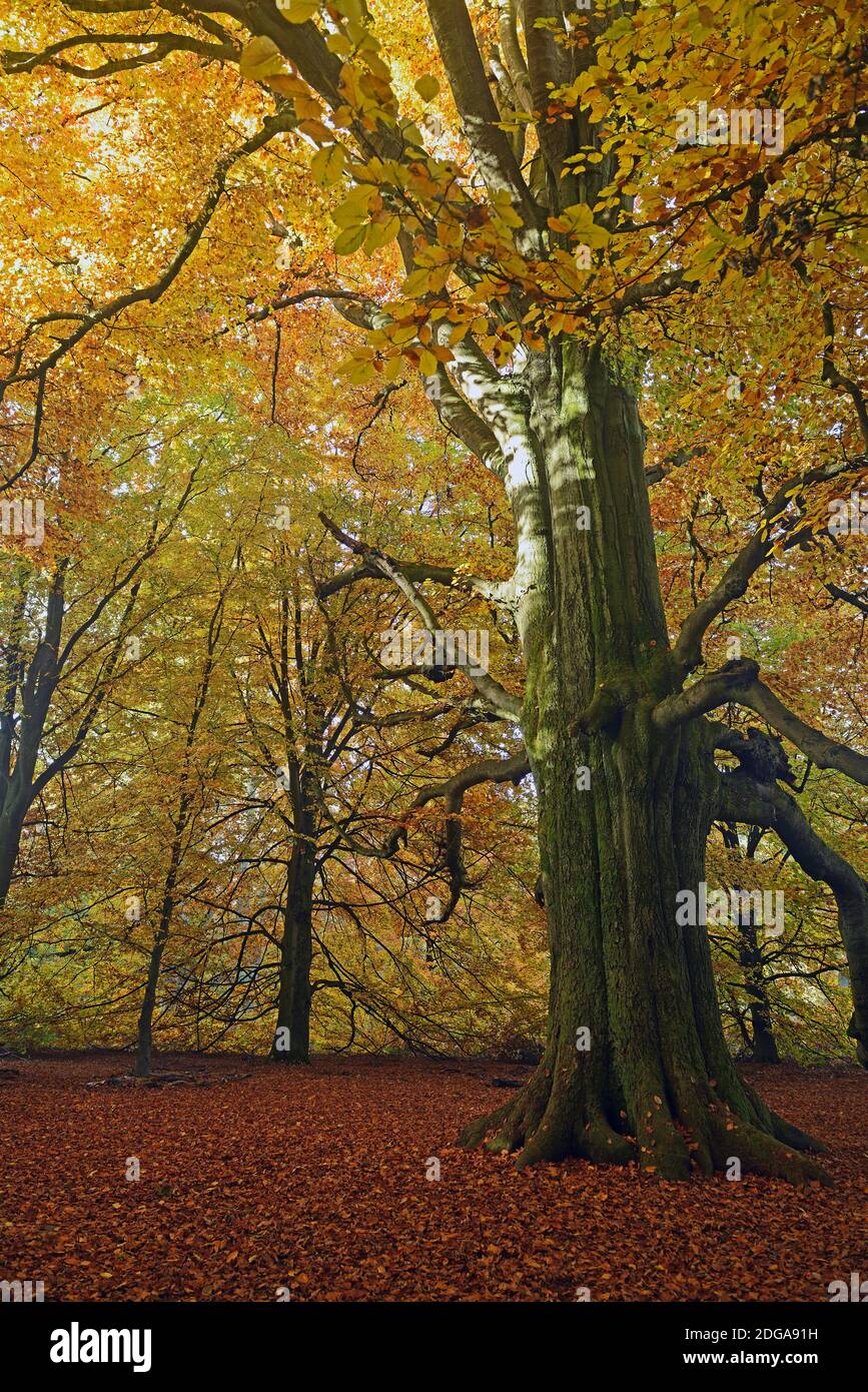 Bemooster Stamm einer alten Buche (Fagus) im Herbst, verfärbte Blätter im Gegenlicht, Urwald Sababurg, Hessen, Deutschland, Europa Banque D'Images
