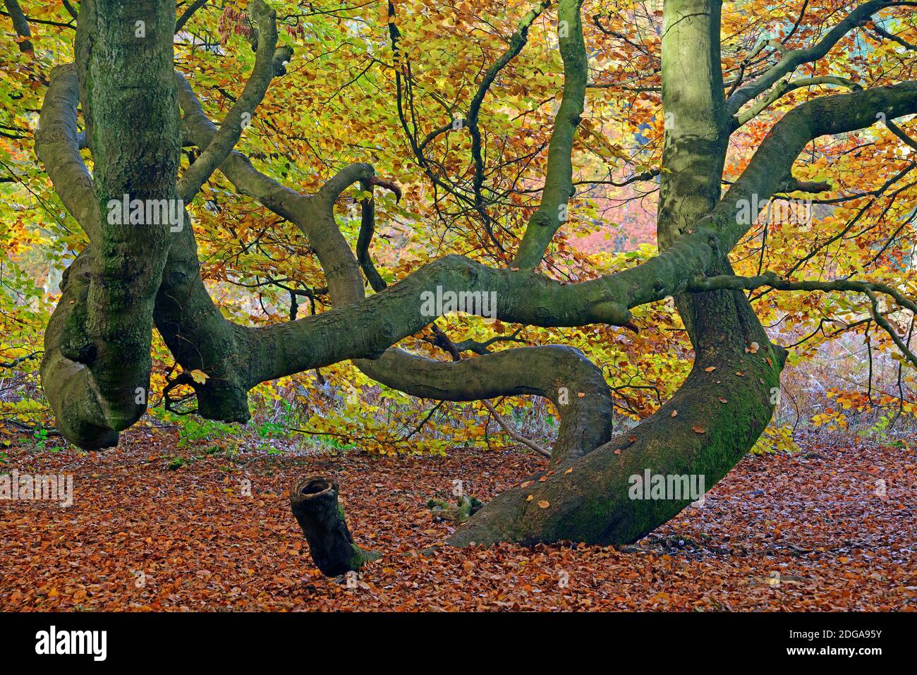 Bemooster Stamm einer alten Eiche (Fagus) im Herbst, verfaerbte Blaetter im Gegenlicht, Urwald Sababurg, Hesse, Germany, Europe Banque D'Images