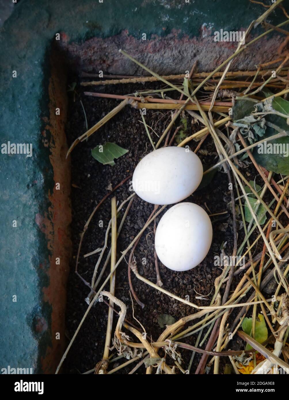 Deux oeufs de pigeon de roche dans le pot de fleur/Ahmedabad Banque D'Images