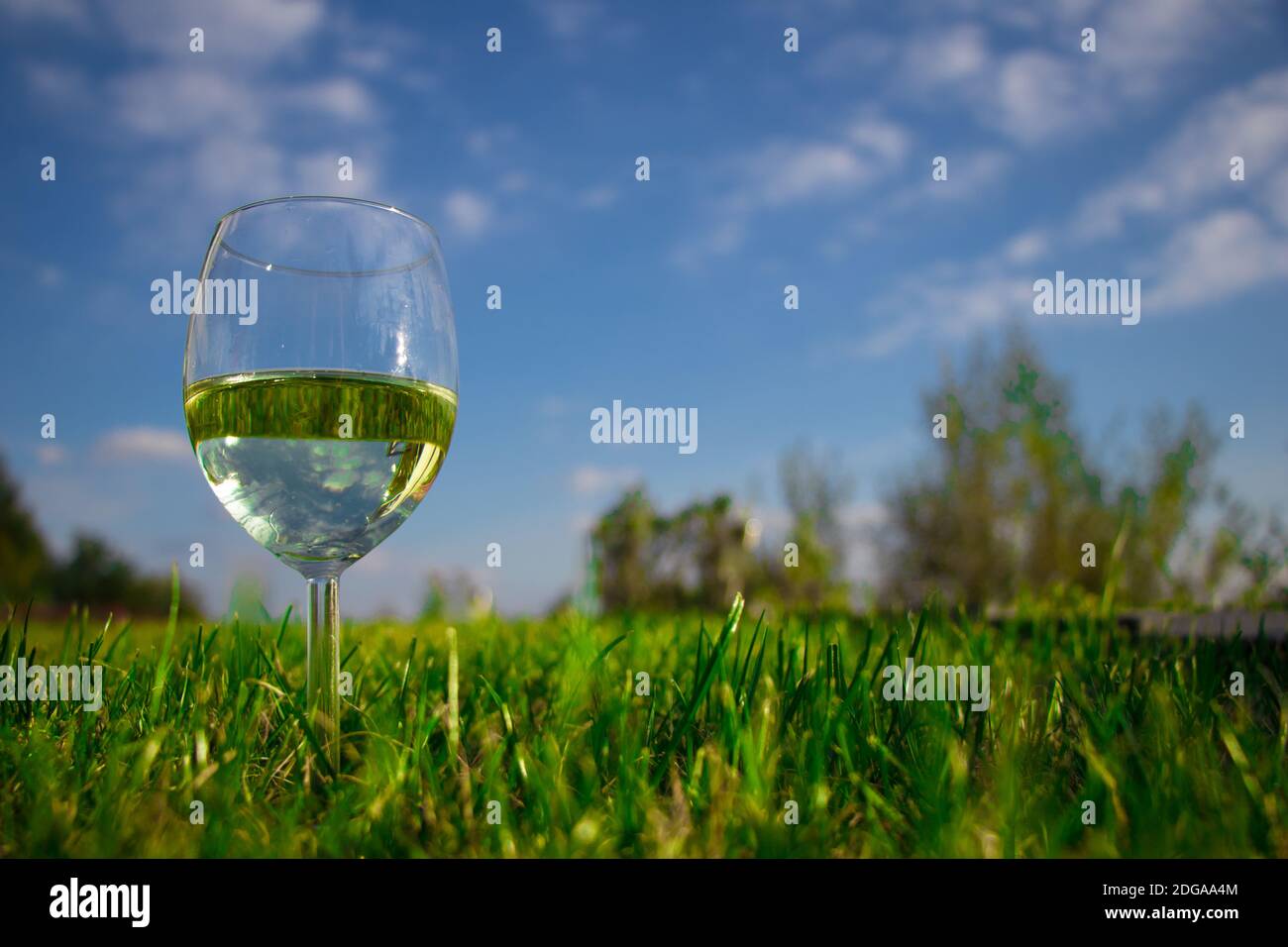 Vue en angle bas d'un verre avec une bouteille de vin blanc sur l'herbe verte fraîche Banque D'Images