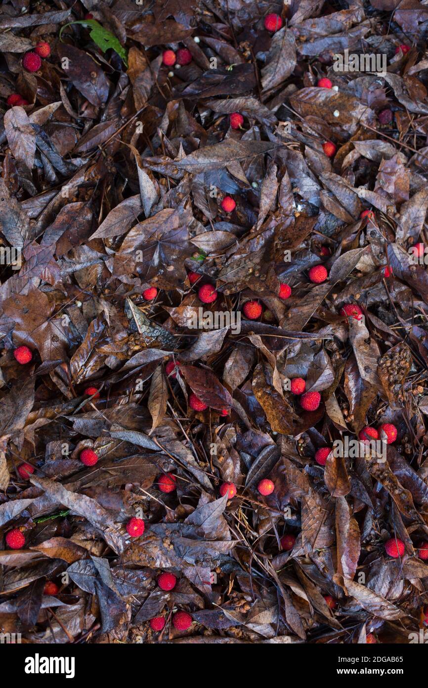 Baies rouges et feuilles tombées d'un arbre. Banque D'Images