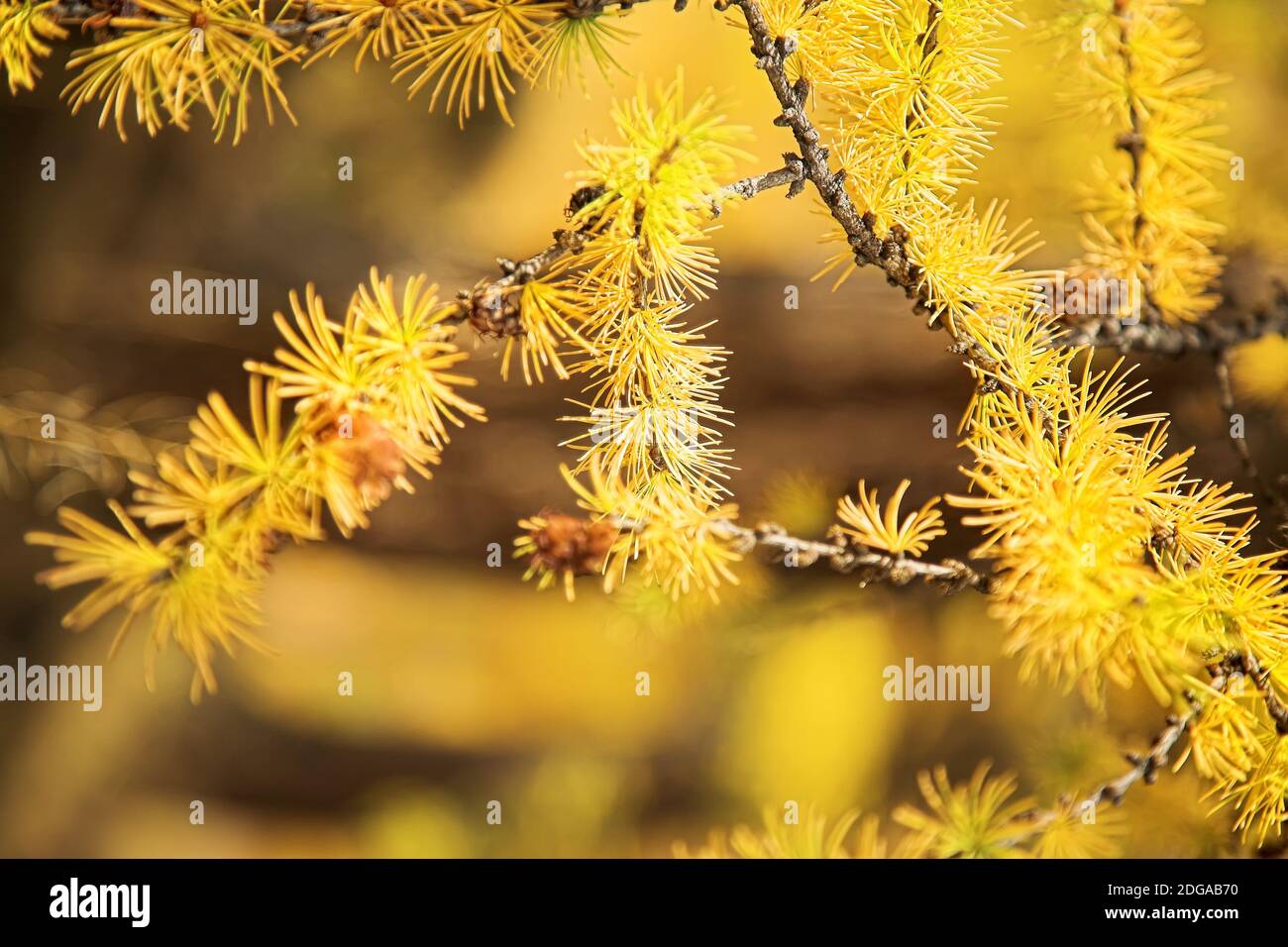 Branche jaune de mélèze Banque D'Images