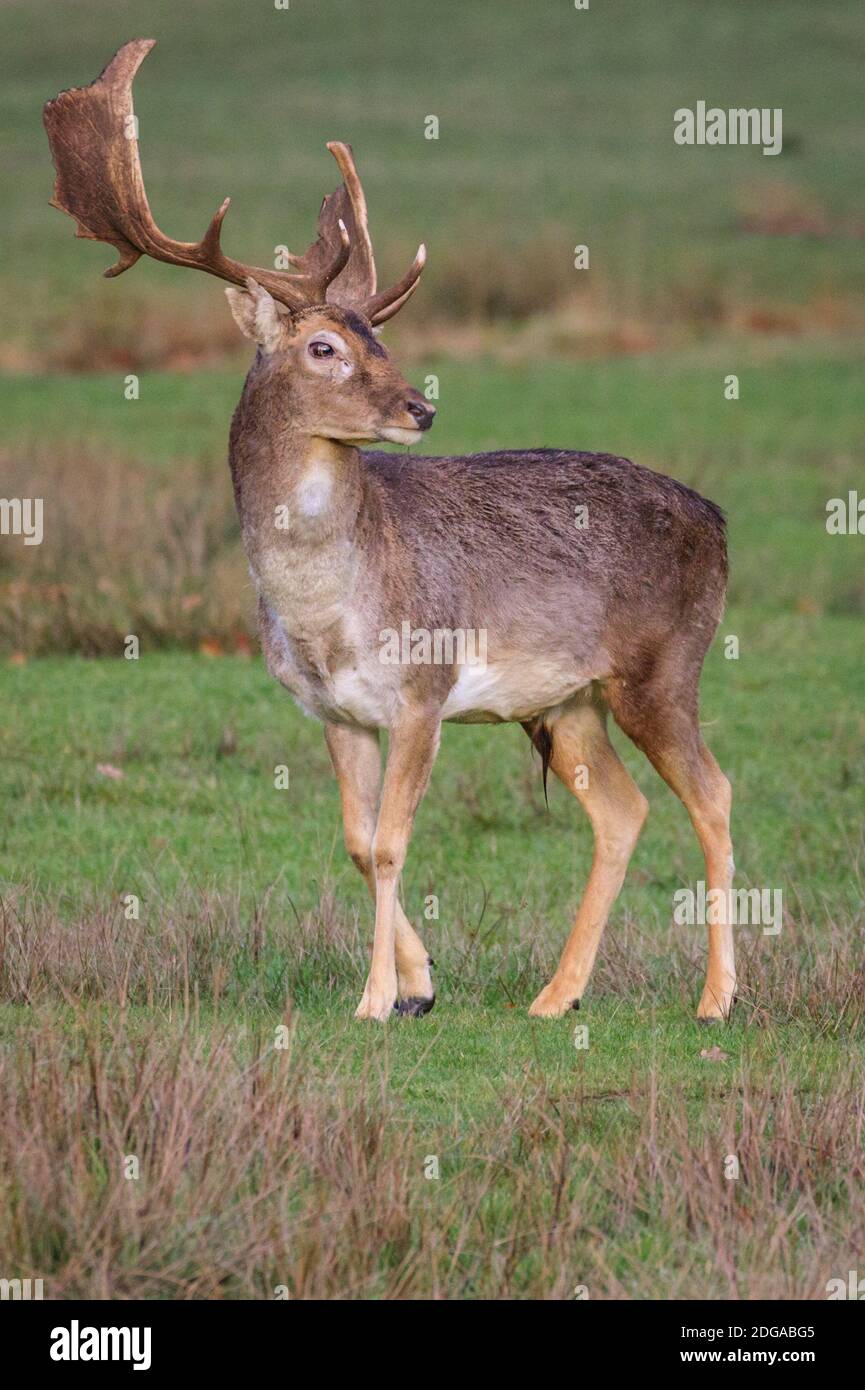 Duelmen, Allemagne. 08 décembre 2020. Un jeune buck tombe sur un pré. Les cerfs-jachères (dama dama) se rassemblent pour chercher de la nourriture sur le sol de la forêt et chercher une protection contre les températures plus froides dans la campagne de Muensterland. Credit: Imagetraceur/Alamy Live News Banque D'Images