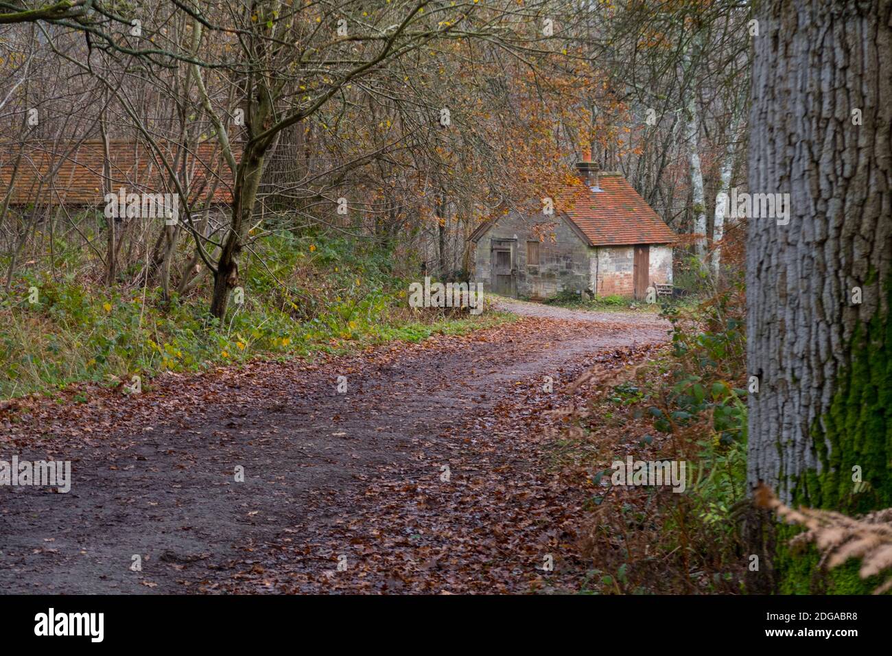 Vieux cottage fermiers en automne dans la voie bordée d'arbres Banque D'Images