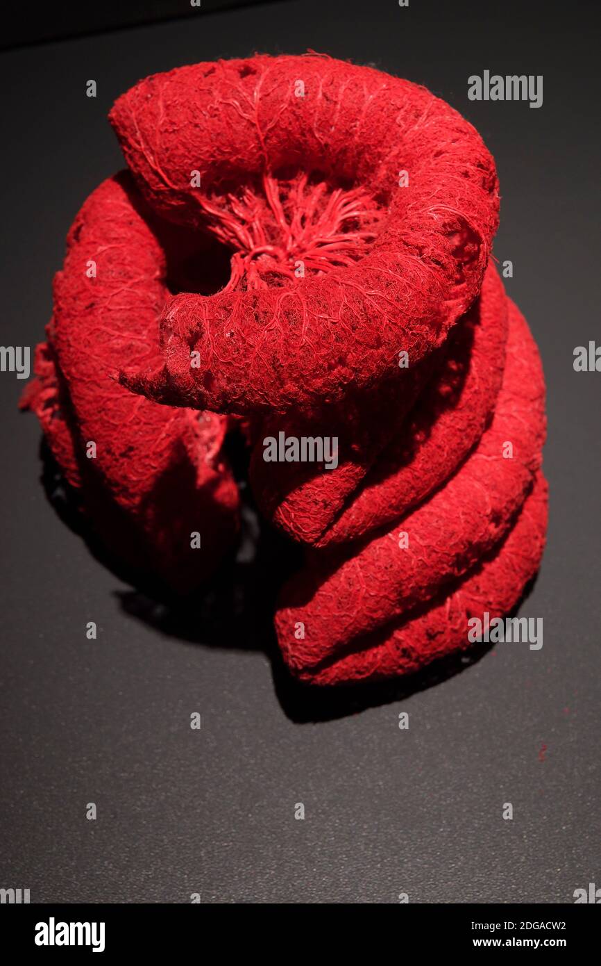 Plastinat Präparat, Blutgefäße Dünndarms, des menschlichen Menschen, Museum, Berlin, Deutschland Banque D'Images