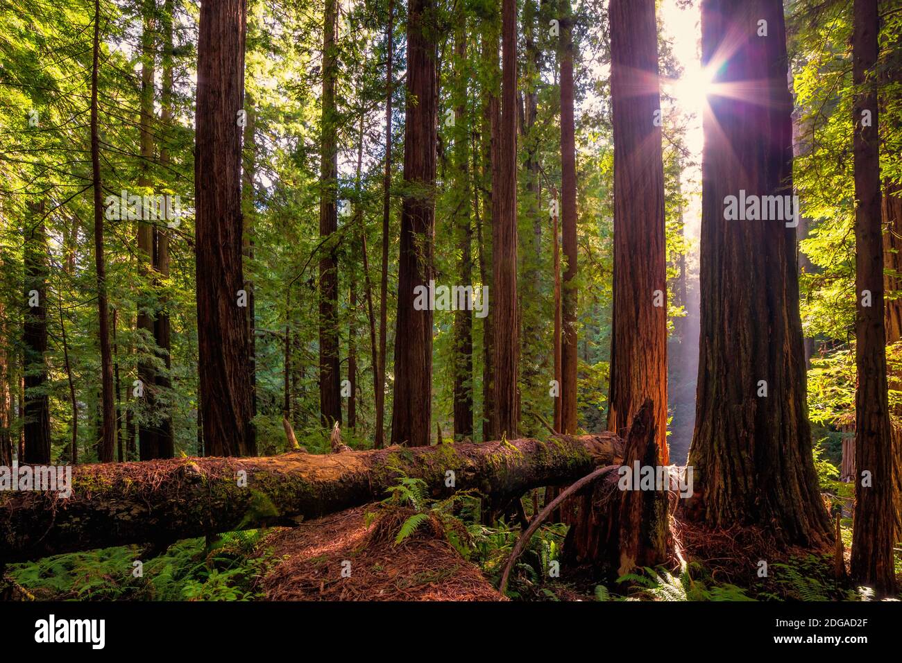 Paysage de forêt de séquoias dans la belle Californie du Nord Banque D'Images