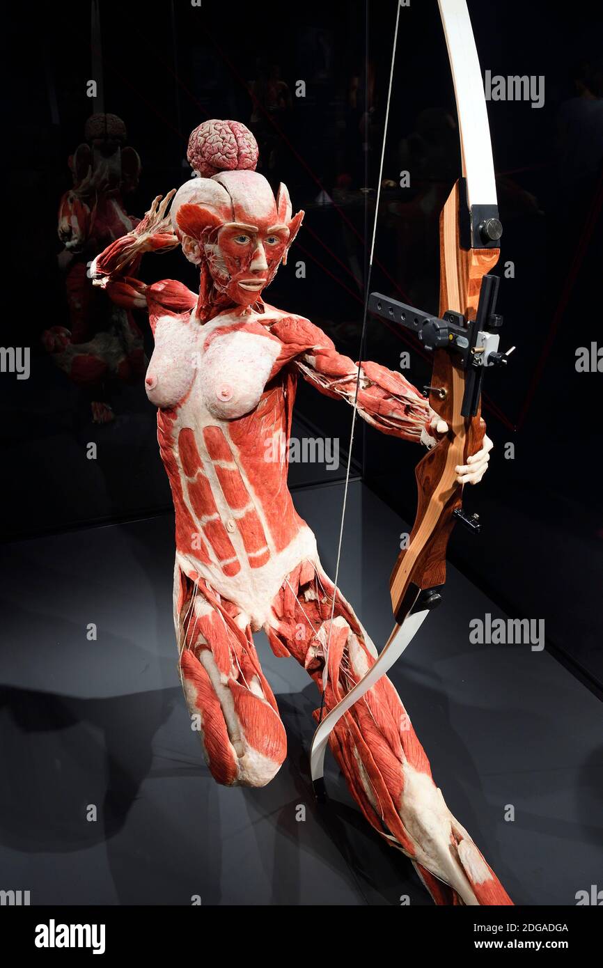 Plastinat Präparat, Frau, Bogenschützin, Menschen als Museum, Berlin, Deutschland Banque D'Images