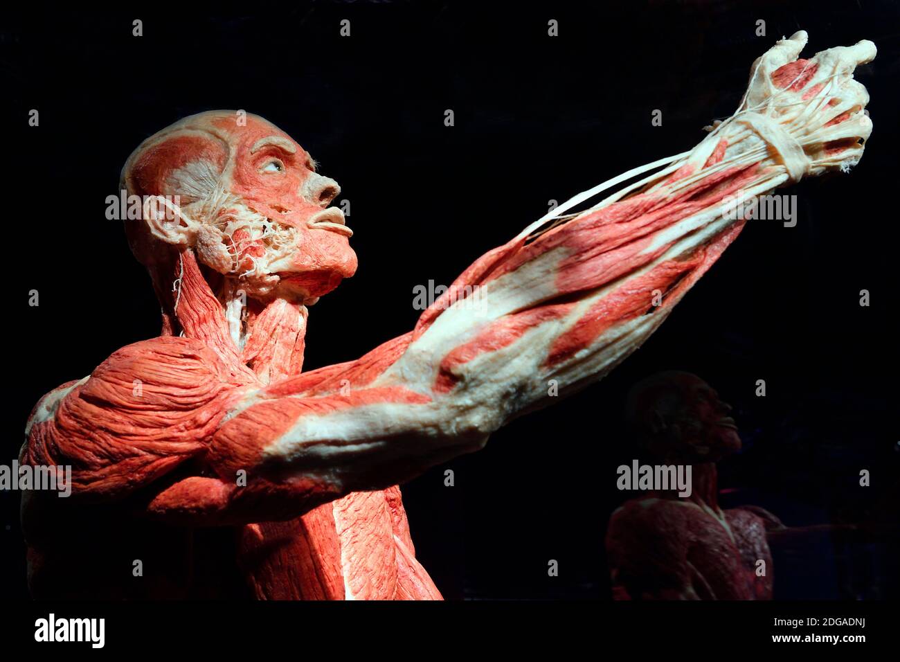 Präparat, Plastinat, Portrait eines Mannes, Menschen Museum, Berlin, Deutschland Banque D'Images