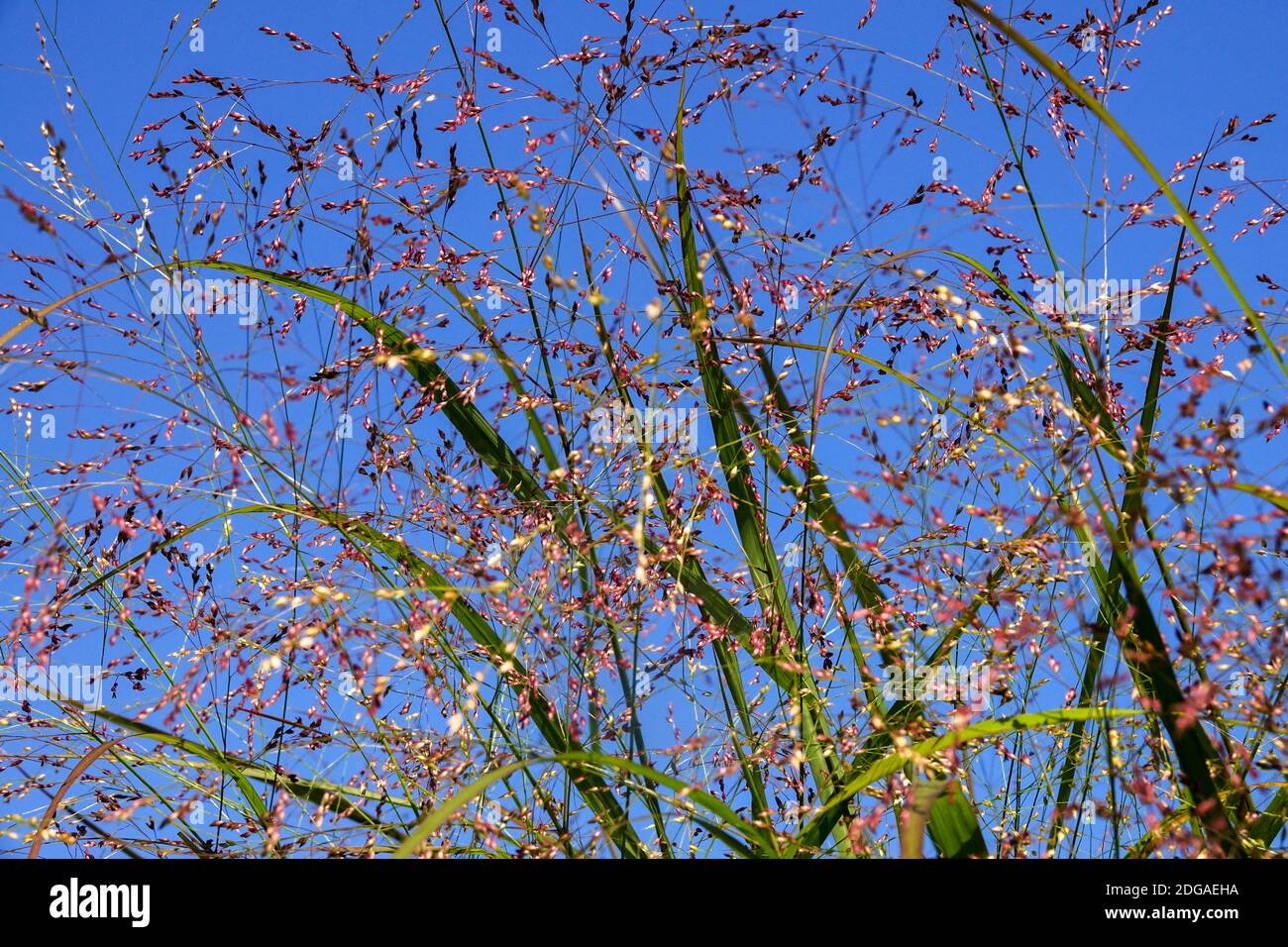 Changez d'herbe Panicum virgatum 'squaw' ciel Banque D'Images