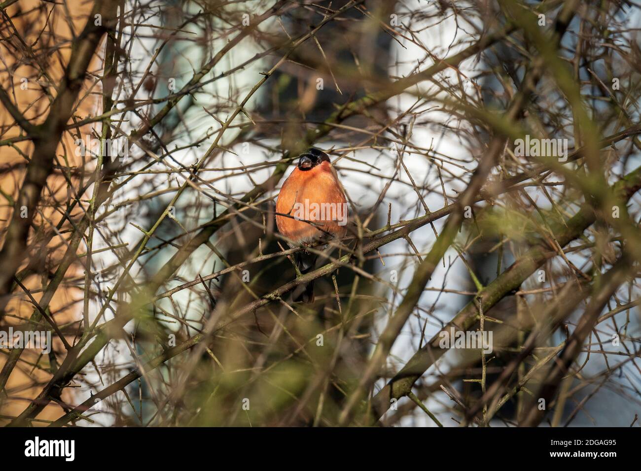 Le bullfinch eurasien, le bullfinch commun ou le bullfinch iin les branches d'un arbre. Un petit oiseau de passereau de la famille finch. Banque D'Images
