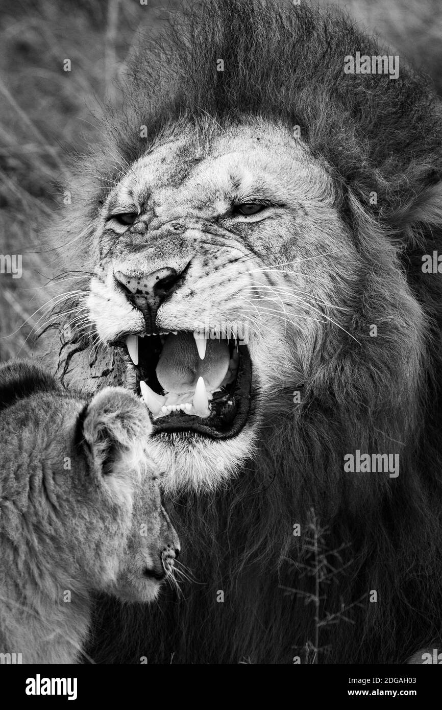 Animaux sauvages au parc de la réserve nationale Maasai Mara dans le comté de Narok, Kenya savane prairies paysages de montagnes vallonnées panorami magique du kenya Banque D'Images